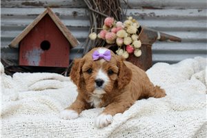 Halo - puppy for sale