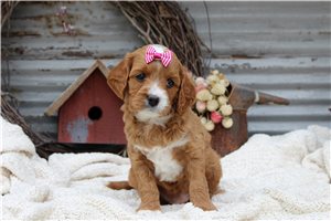 Hana - Cavapoo for sale