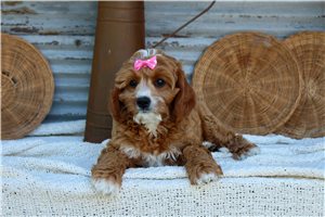 Hana - Cavapoo for sale
