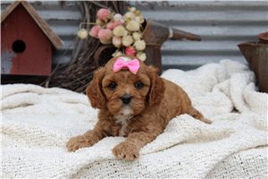Haley - puppy for sale