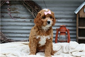 Hana - Cavapoo for sale