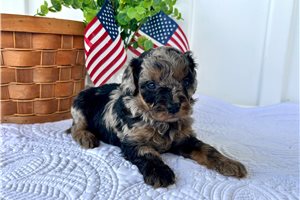Jill - puppy for sale