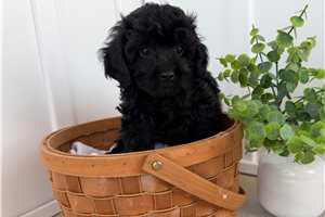 Jett - Cavapoo for sale