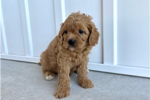 Patty - Cavapoo for sale