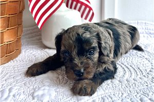 Preston - Cavapoo for sale
