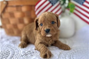 June - puppy for sale