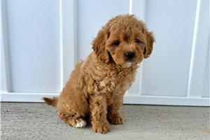 Patty - Cavapoo for sale