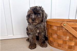 Preston - Cavapoo for sale