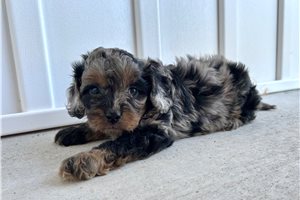 Jill - Cavapoo for sale