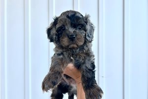 Preston - Cavapoo for sale