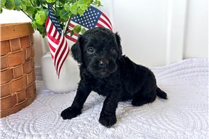 Jett - puppy for sale