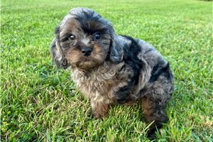 Preston - Cavapoo for sale