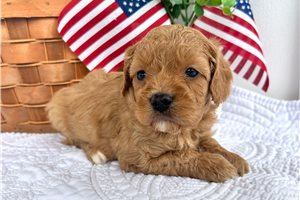 Patty - puppy for sale