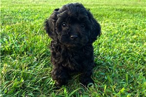 Jett - Cavapoo for sale