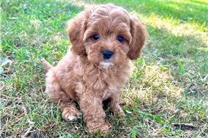 June - Cavapoo for sale
