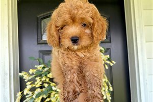 Patty - Cavapoo for sale