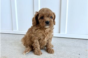 June - Cavapoo for sale