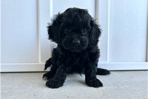 Jett - Cavapoo for sale