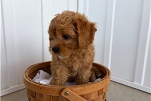 Patty - Cavapoo for sale