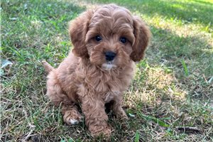 June - Cavapoo for sale