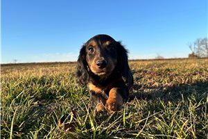 Benny - Dachshund, Mini for sale