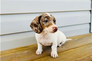Riley - puppy for sale