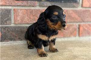 Scout - Dachshund, Mini for sale