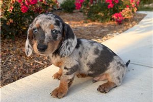 Spur - Dachshund, Mini for sale