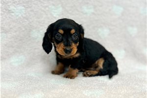 Snow - Dachshund, Mini for sale