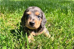 Blue - Dachshund, Mini for sale