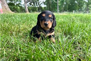 Princess - puppy for sale