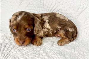 Mateo - Dachshund, Mini for sale