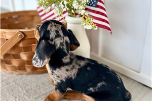 Izzy - Dachshund, Mini for sale