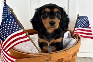 Princess - Dachshund, Mini for sale