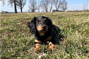 Benny - Dachshund, Mini for sale