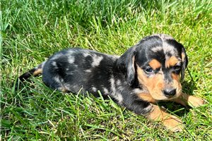 Izzy - Dachshund, Mini for sale