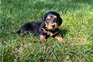 Princess - Dachshund, Mini for sale