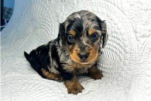 Rider - Dachshund, Mini for sale