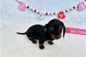 Ella - Dachshund, Mini for sale
