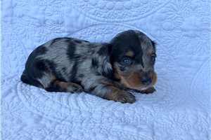 Cali - puppy for sale