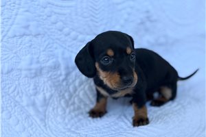 Sage - puppy for sale