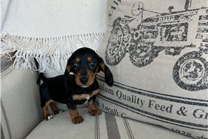 Belle - Dachshund, Mini for sale
