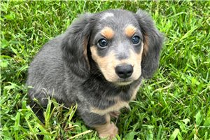 Blue - Dachshund, Mini for sale