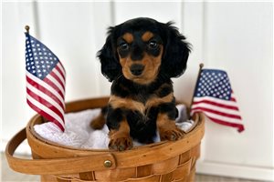 Princess - Dachshund, Mini for sale