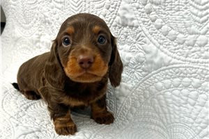 Waffles - puppy for sale