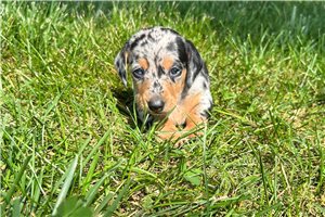 Anna - puppy for sale