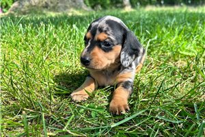 Izzy - puppy for sale