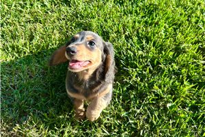Blue - puppy for sale