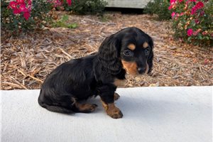 Scout - puppy for sale