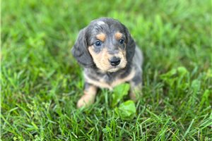 Blue - Dachshund, Mini for sale